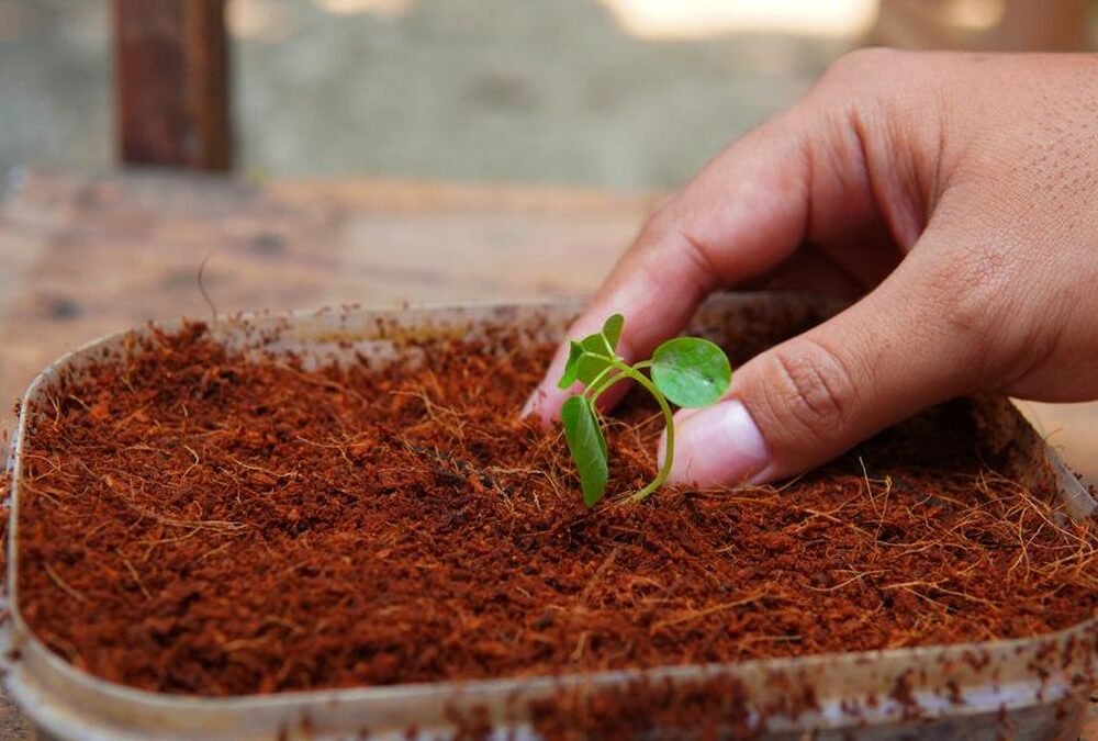 8.-Cocopeat-growing-medium-manufacturers
