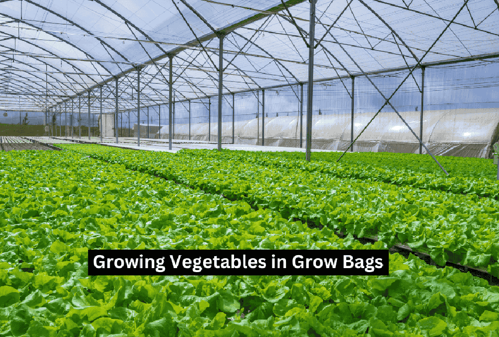 Growing-Vegetables-in-Grow-Bags-1200x675