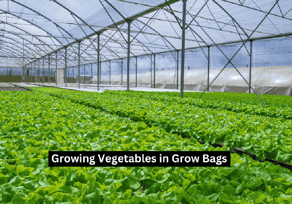 Growing-Vegetables-in-Grow-Bags-1200x675 Growing-Vegetables-in-Grow-Bags-1200x675